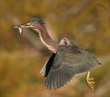 Green Heron flight fish 1600cr.jpg
