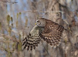 Barred owl flight wings down cypress Bg 1200.jpg