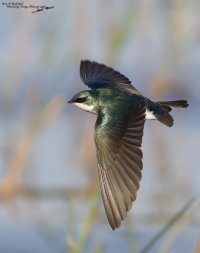 tree swallow flight grass and water bg ex 1200cr.jpg