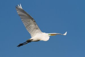 Great_Egret-1.jpg