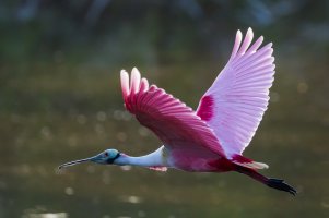 Roseate_Spoonbill-23.jpg