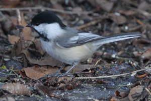 AFMA11_Auto select_Servo_3116.JPG