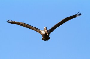 Brown_Pelican-2+1.5ev.jpg