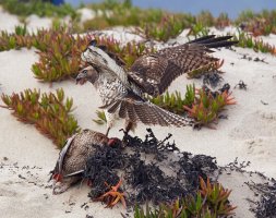 ventura beach hawk duck feb 19 2017 5615.jpg