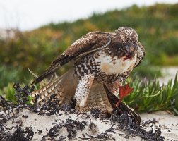 ventura beach hawk duck feb 19 2017 5641.jpg