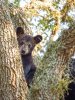 Black Bear Cub 2.jpg