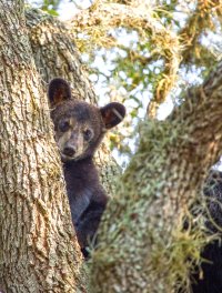 Black Bear Cub 2.jpg