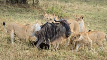 First Kill Lions.jpg