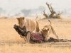 Lion Wildebeest Kill Cub.jpg