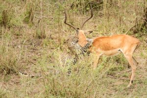 Leopard Impala Kill 2.jpg