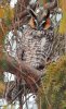 Long Eared Owl.jpg