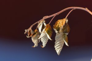 Raspberry leaves_3255.JPG