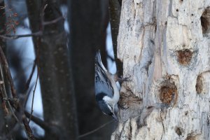 Nuthatch typical settings_3388.JPG