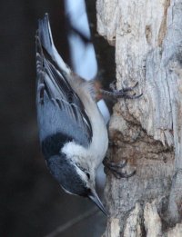Nuthatch 100% crop of zerod_3388.JPG