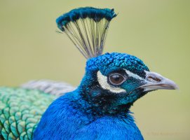 Peacock_PTK4998.JPG