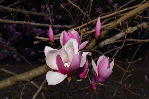 G&M's flowering tree 1.JPG