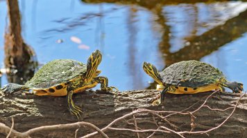IMG_1037sm.jpg