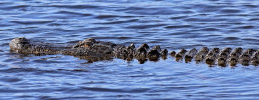 IMG_1388_2.jpg