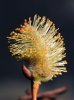 Pussy-Willow-Upright-Small.JPG