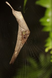 12744-2.JPG