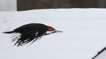 Pileated bomber_2932.JPG