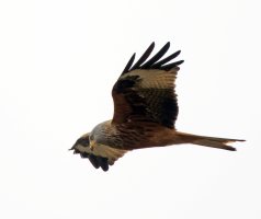 redkite_2B4A9176_DxO_CR.jpg