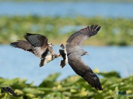 snail kite female chasing male BG 1600cr.jpg