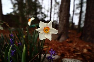 Naecissus 14mm 2.4.JPG