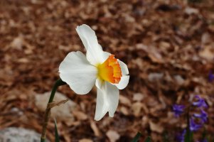 Narcissus 6D 35mm 9.0 125 highlights -5 cropped.JPG