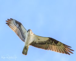 Down the barrel BiF-7912-2.jpg