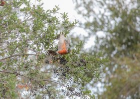 Robin in Flight-3968.jpg
