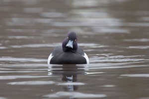 Tufted duck-101.JPG
