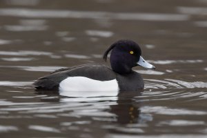 Tufted duck-102.JPG