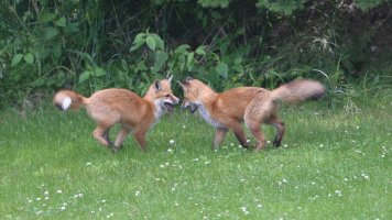 Foxes22.JPG
