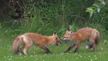 Foxes28.JPG