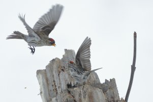 Repolls fighting for seed_I6693.JPG