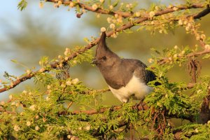 Langano Lake Bird-1.jpg