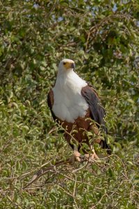 African Fish Eagle-1.jpg