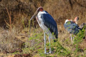 Marabou Stork-1.jpg