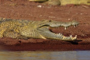 Devious Crocs 3-1.jpg