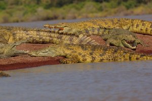 Devious Crocs 2-1.jpg