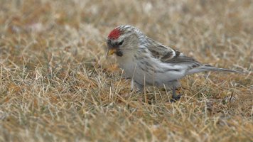 Redpoll 100% crop_7289.JPG