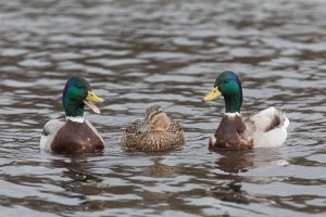 159A3387 chatting ducks-101.JPG