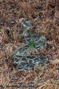 Python molurus (6).jpg