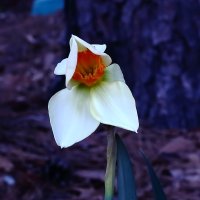 Narcissus unfolding 2.JPG