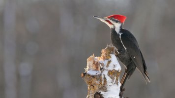 Pileated_s_7328.JPG