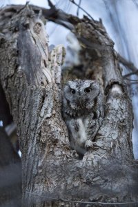 Screech owl 032217s.jpg