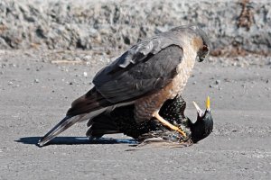 Cooper's Hawk_3730.jpg
