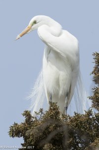 egret-10.jpg