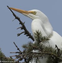 LARGE EGRET.jpg